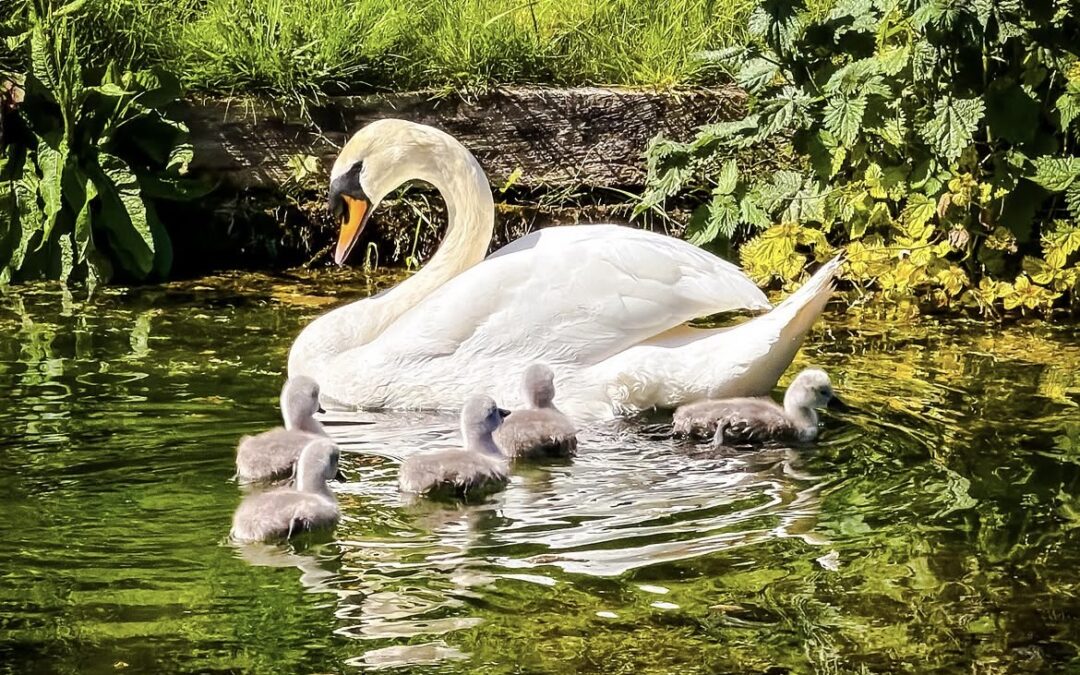 May Half Term Family Trail