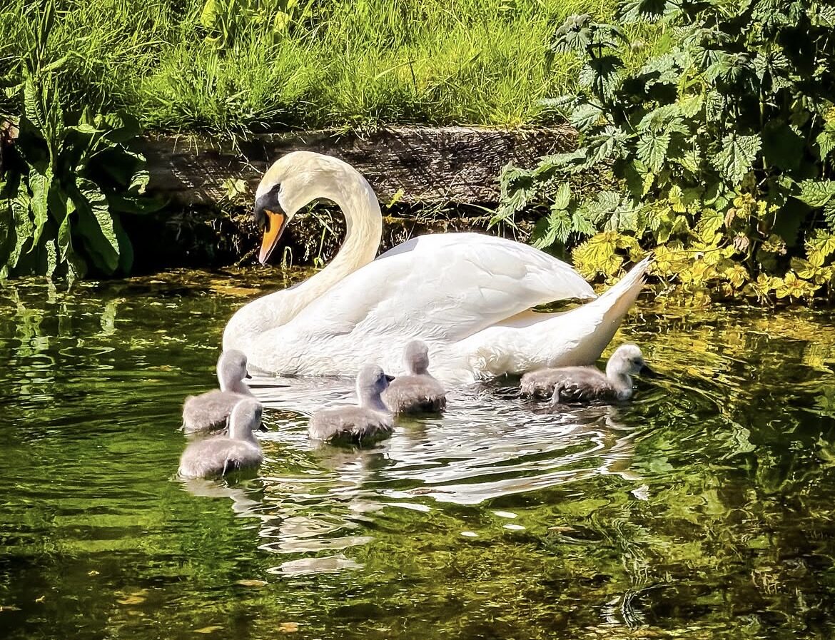 Swans on the Moat of The Bishop’s Palace An image of cygnets on the moat at The Bishop's Palace. May Half Term Family Trail. Image credit Instajack_b17