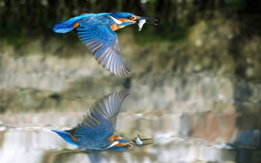 Autumn at the Palace – Seasonal Nature Walk and Talk