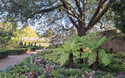 Gardener’s Corner: October 2026